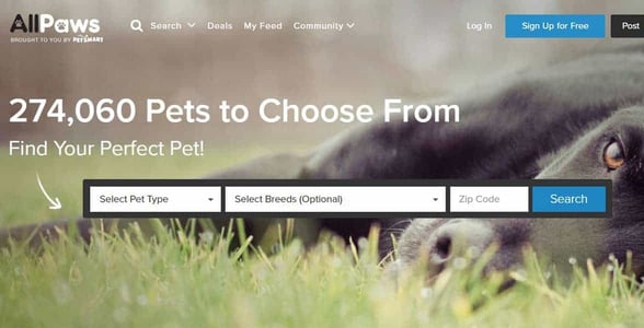 Screenshot of AllPaws' website