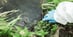 Sehuencas Water Frog On Match.com Finds Partner