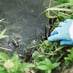 Sehuencas Water Frog On Match.com Finds Partner