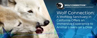 Wolf Connection: A Wolfdog Sanctuary in California Offers an Immersive Experience to Animal Lovers on a Date