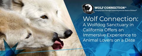Wolf Connection: A Wolfdog Sanctuary in California Offers an Immersive Experience to Animal Lovers on a Date Wolf Connection: A Wolfdog Sanctuary in California Offers an Immersive Experience to Animal Lovers on a Date