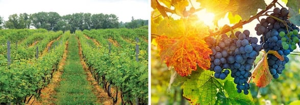 Collage of photos from the Niagara Wine Trail