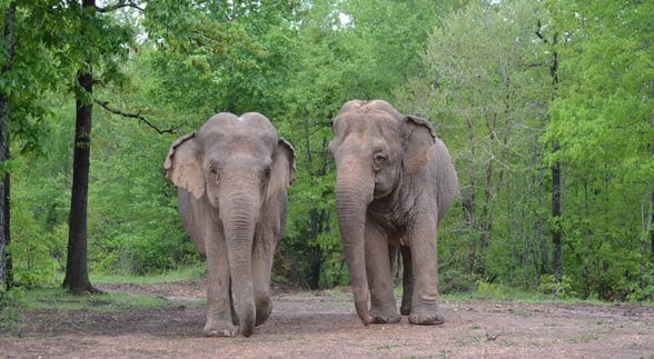 Photo of elephants at The Elephant Sanctuary in Tennessee Photo of elephants at The Elephant Sanctuary in Tennessee