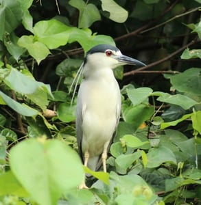 Photo of a black crowned night heron Photo of a black crowned night heron