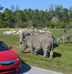 Photo of rhinos Photo of rhinos