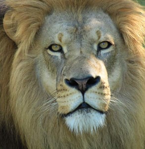Photo of a lion Photo of a lion
