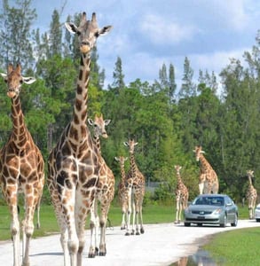 Photo of giraffes Photo of giraffes