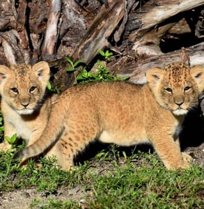 Photo of lion cubs Photo of lion cubs