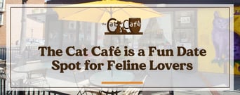 The Cat Café is a Fun Date Spot Where Feline Lovers Can Come Together