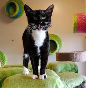 Photo of a cat in the playpen Photo of a cat in the playpen