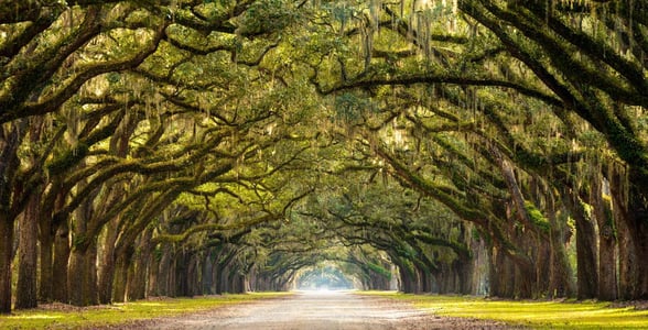 Live Oak Avenue