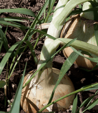 onion onion