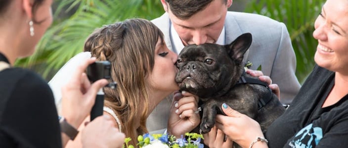FairyTail pet care with couple and pug FairyTail pet care with couple and pug