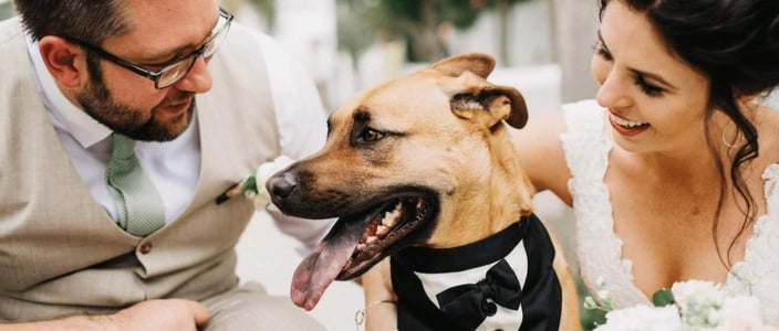 fairytail wedding pet care couple and dog in tuxedo