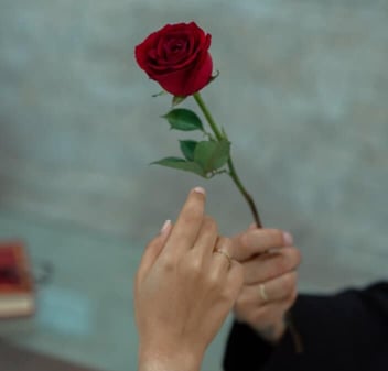 Luvbites woman's hands holding a red rose Luvbites woman's hands holding a red rose