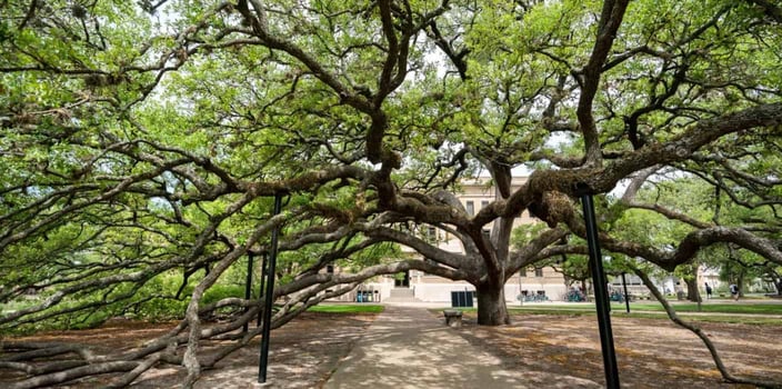 the century tree