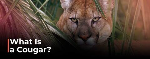 What Is a Cougar? The Complexities of Dating as an Older Woman What Is a Cougar? The Complexities of Dating as an Older Woman