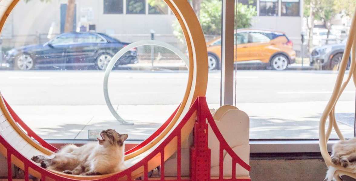 Photo of KitTea Cat Café Photo of KitTea Cat Café