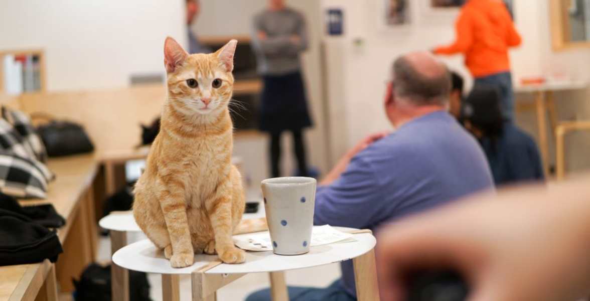 Photo of a cat in KitTea Cat Café Photo of a cat in KitTea Cat Café