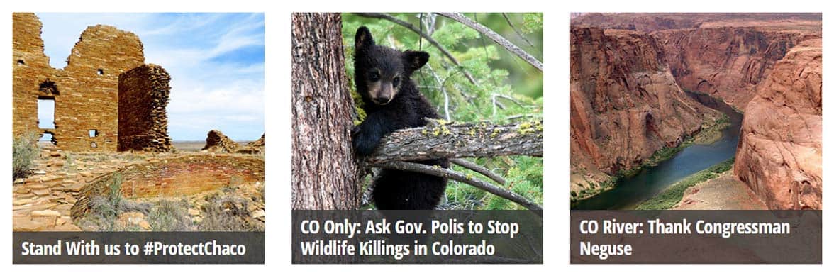 Screenshot of WildEarth Guardians ways to get involved Screenshot of WildEarth Guardians ways to get involved