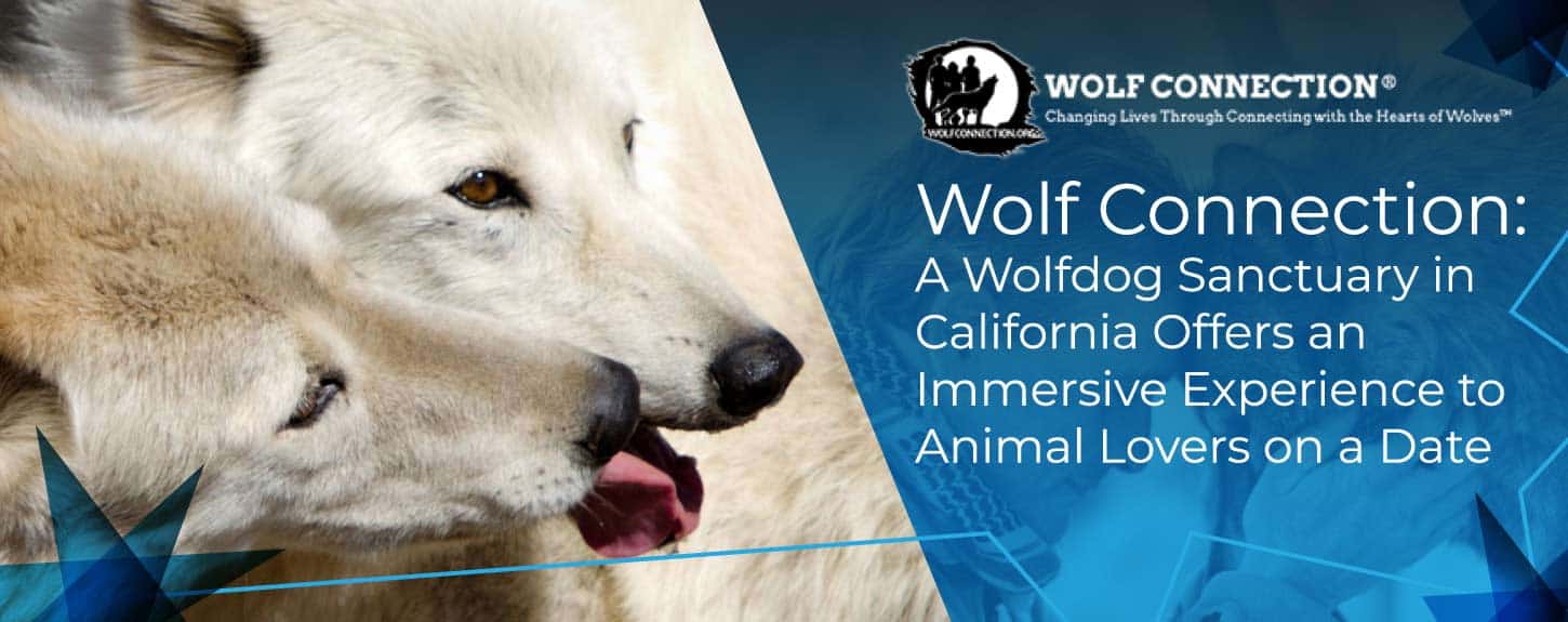 Wolf Connection: A Wolfdog Sanctuary in California Offers an Immersive Experience to Animal Lovers on a Date Wolf Connection: A Wolfdog Sanctuary in California Offers an Immersive Experience to Animal Lovers on a Date