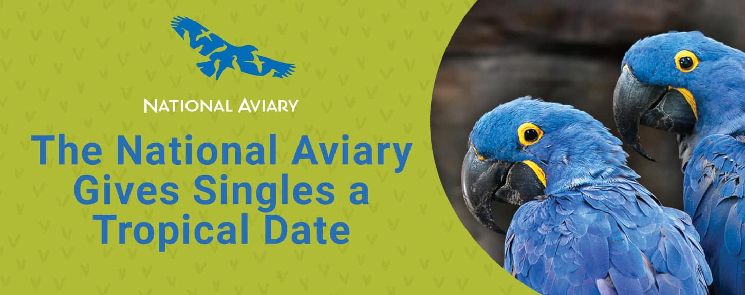 Escape to Pittsburgh for a Tropical Date Experience at The National Aviary
